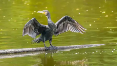 The Cormorants Dried It Wings