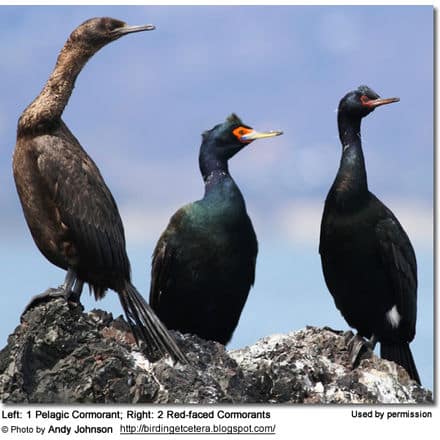 Left: 1 Pelagic Cormorant; Right: 2 Red-faced Cormorants