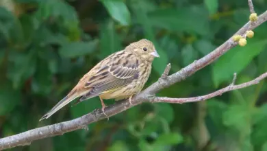 The Corn Buntings Perched On A Branch