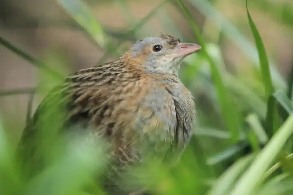 Corn Crakes