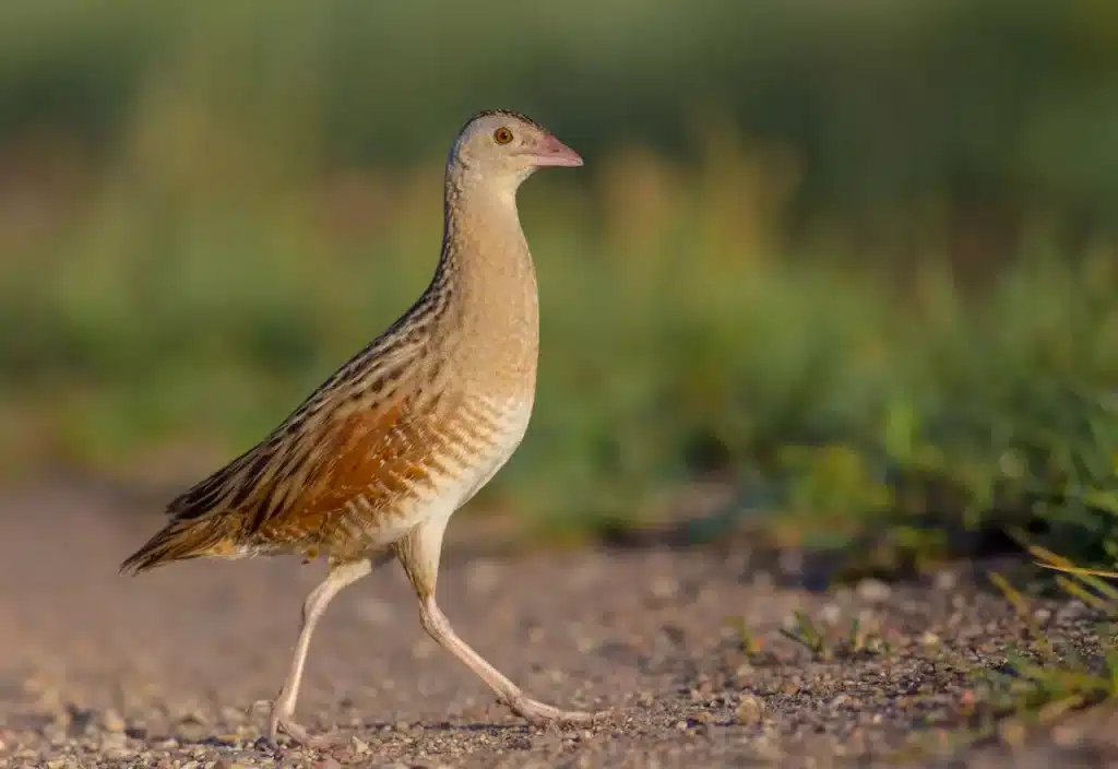 Corn Crakes Image