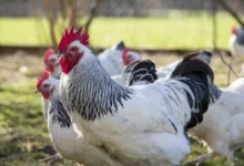 Coronation Sussex Chicken