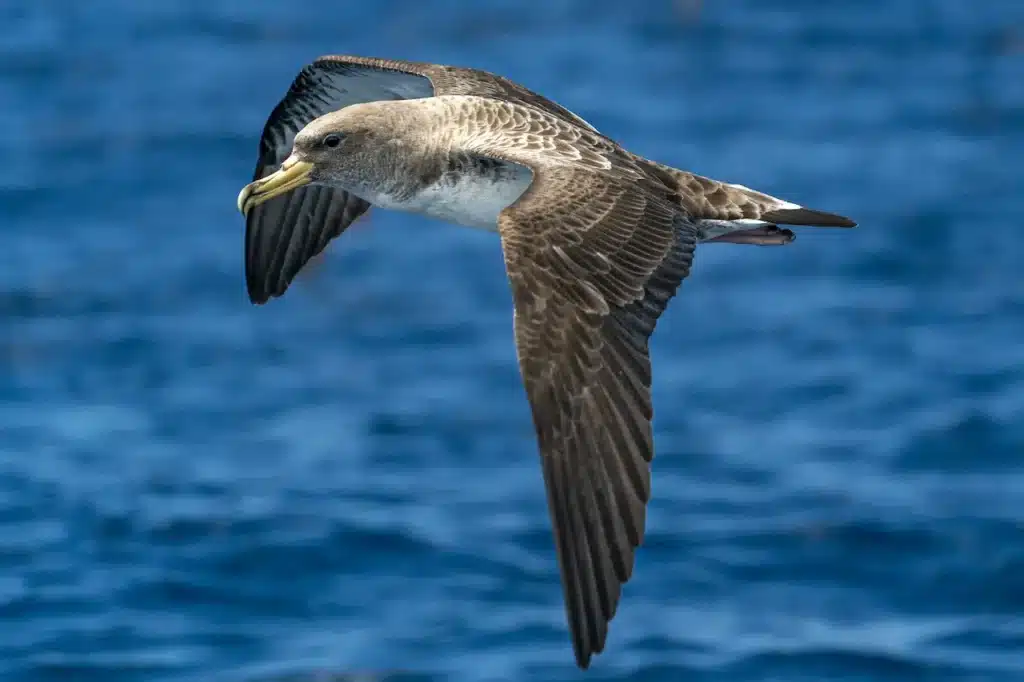 Cory's Shearwaters is on Flight 