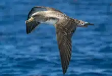 Cory's Shearwaters is on Flight