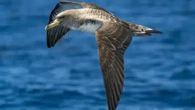 Cory's Shearwaters is on Flight