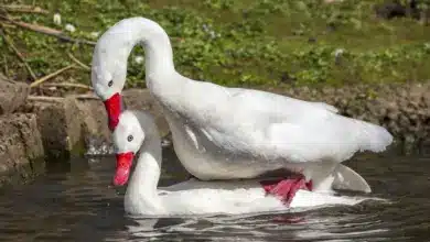 Coscoroba Swans Mating on the Water