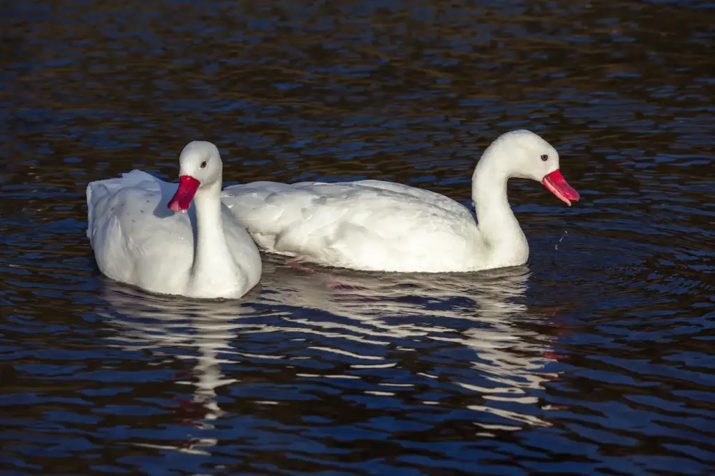 Coscoroba Swans In The Water 