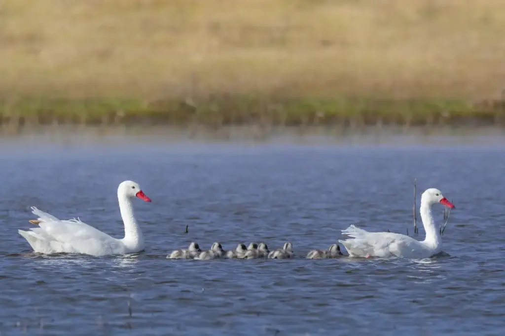 Coscoroba Swans with Chicks In The Water 
