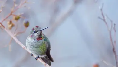 The Costa's Hummingbirds Sat On A Thorn