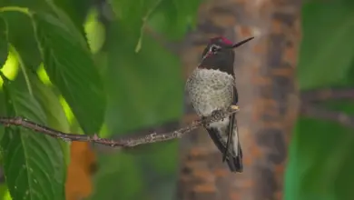 A Costa's Hummingbird rests on a tree branch.