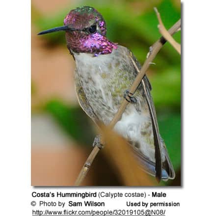 Costa’s Hummingbird (Calypte costae) - Male
