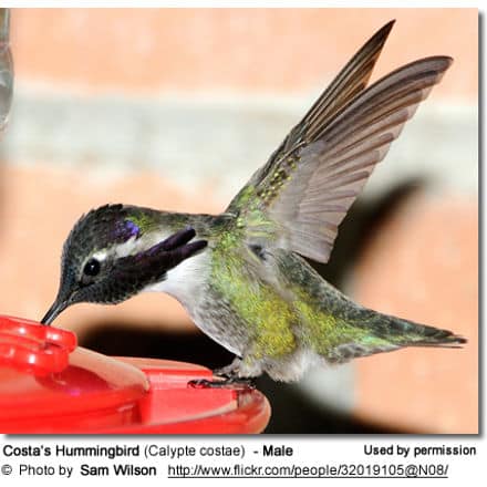 Costa’s Hummingbird (Calypte costae) - Female drinking nectar
