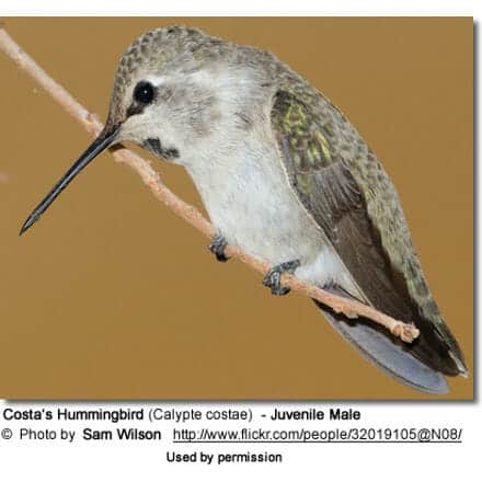 Juvenile male Costas Hummingbird