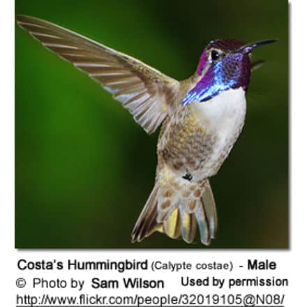 Costa Rica Hummingbird