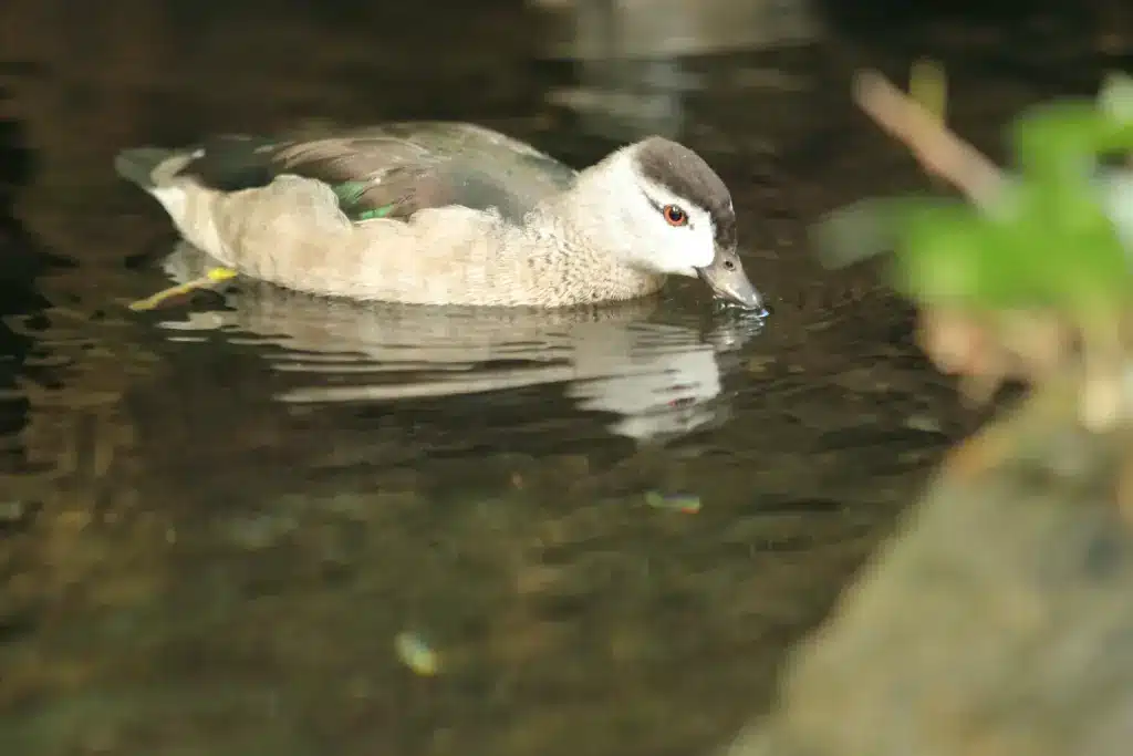 Cotton Pygmy Goose Floating in Water