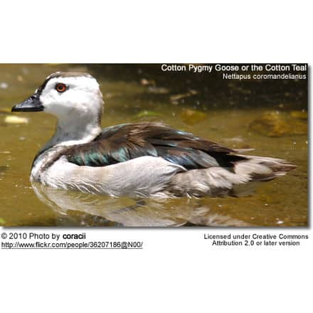 Male Cottonn Pygmy Goose