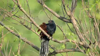 A Coucal On The Tree