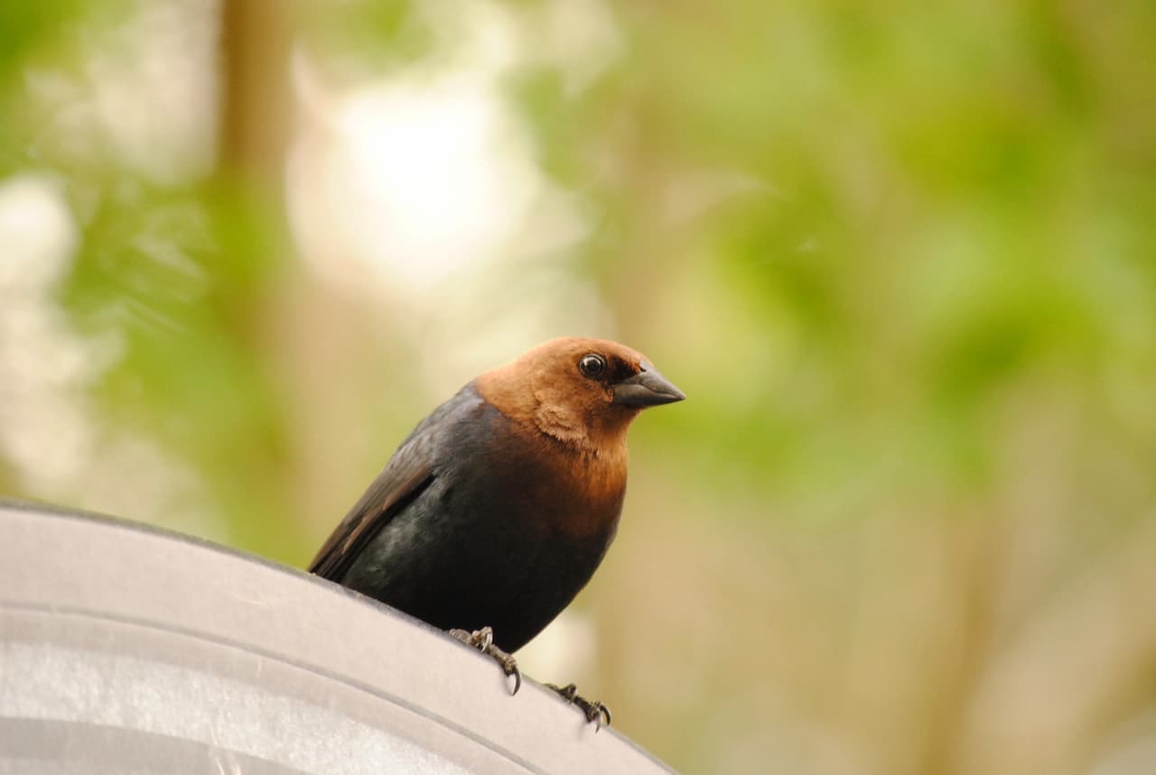 Cowbirds (Molothrus)