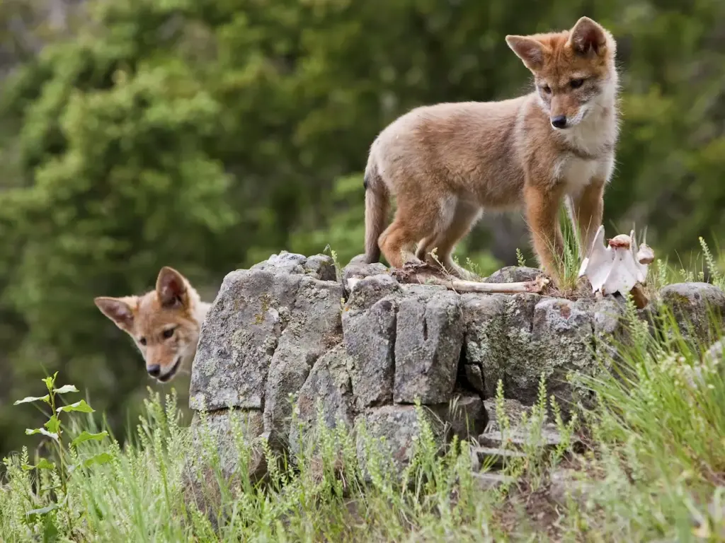 Coyote Pups On A Rock