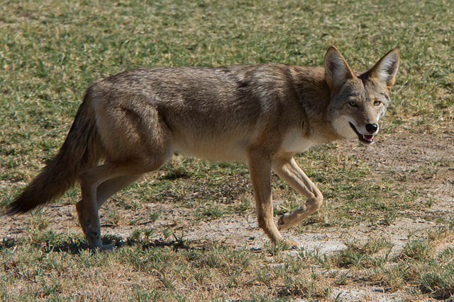 What Eats A Coyote And What Do They Eat?