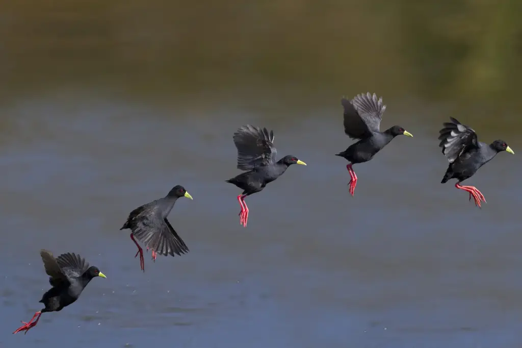 Black Crakes in Sequence Flight