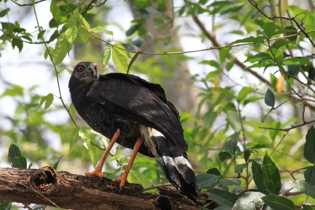 The Crane Hawk Sitting In The Branch Of A Water