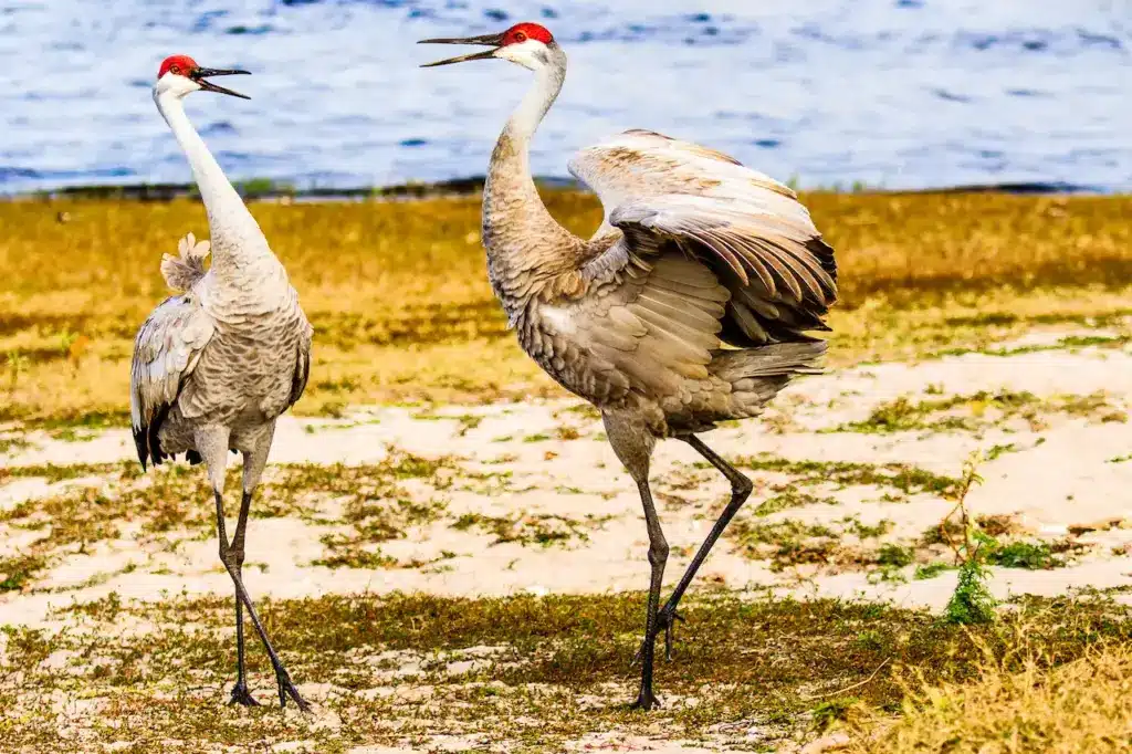 Two Cranes Dancing 