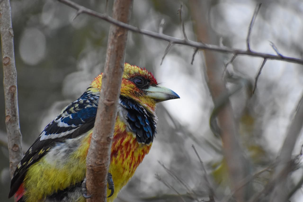 The Crested Barbet Sitting Calmly In The Thorn Of A Tree