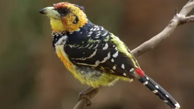 Crested Barbets Resting on a Tree Branch
