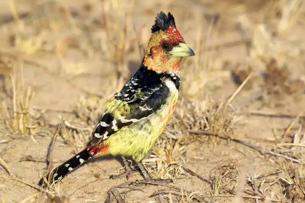 Crested Barbets Image 