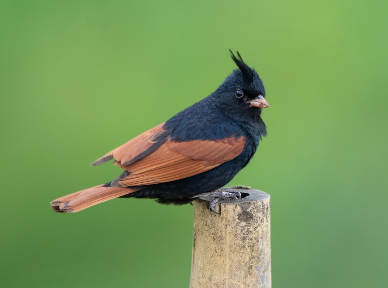 A Crested Bunting sitting on a bamboo.