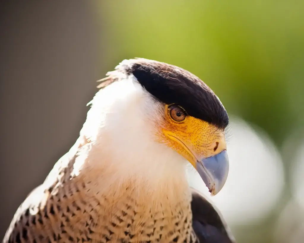 Close up Image of crested caracaras