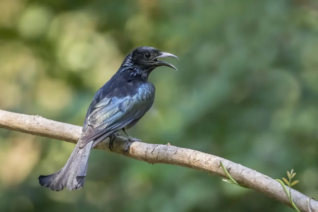 Crested Drongos 