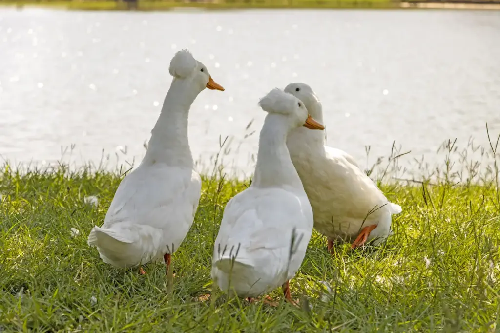 Three Crested Ducks Standing near the lake