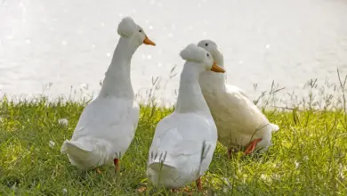 Three Crested Ducks Standing near the lake