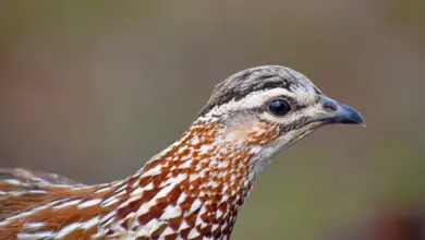 A Crested Francolin Pheasants head.