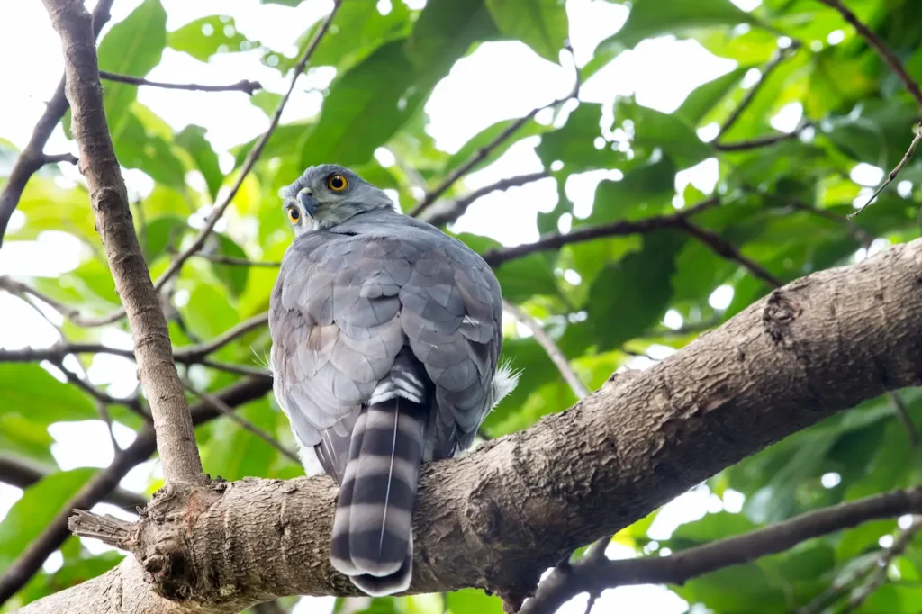 Crested GosHawks Image 