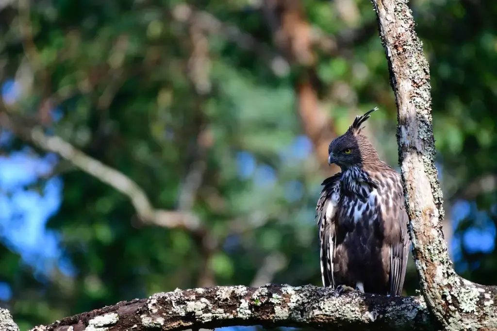 A Crested Hawk-eagle Perching In The Tree
