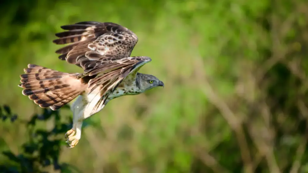 Crested Hawk-eagles  Is on Flight 
