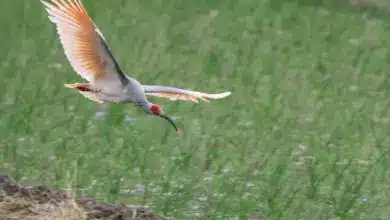 A Crested Ibises Flying