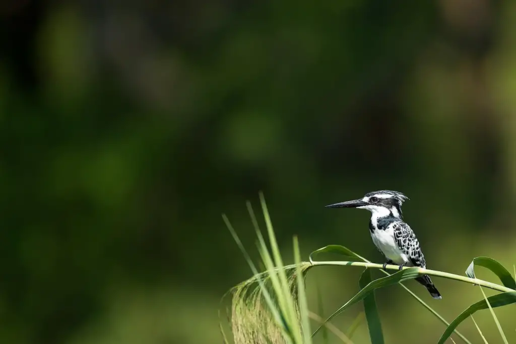 Crested Kingfisher Sitting On The Grass Stem