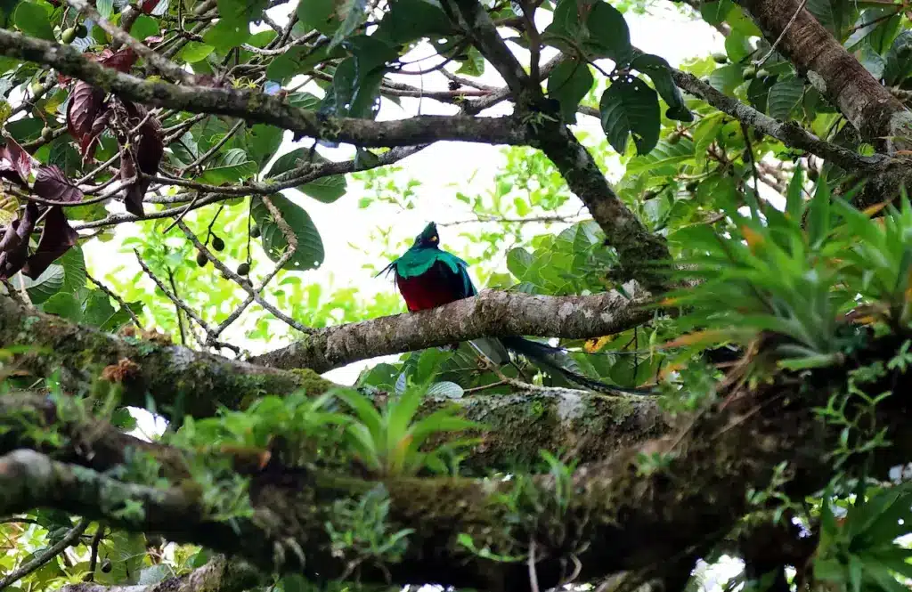 The Crested Quetzal Perching In The Tree