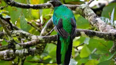 Crested Quetzals Perched on a Branch
