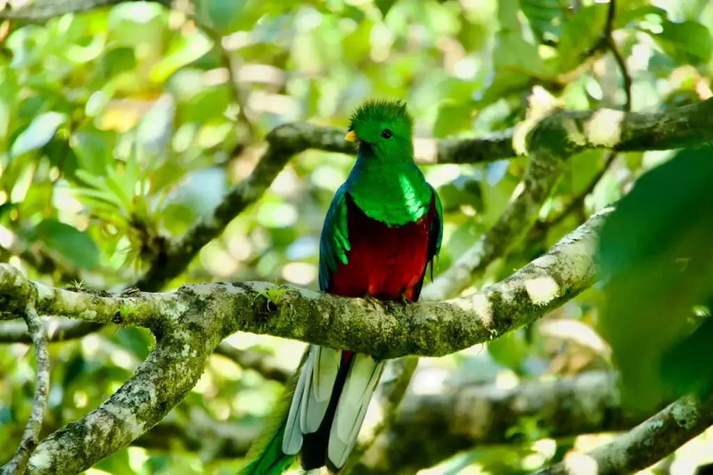Crested Quetzals on a Tree 