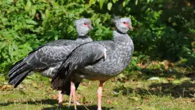 A Pair Of Crested Screamers Walking In The Grass