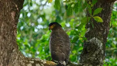 The Crested Serpent Eagle Perched On The Tree