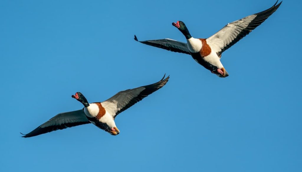 Two Crested Shelduck  Flying