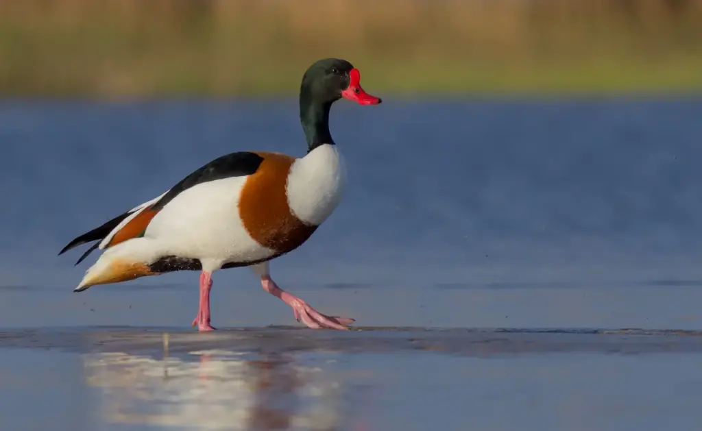 Crested Shelduck on the Water 