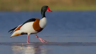 Crested Shelduck on the Water