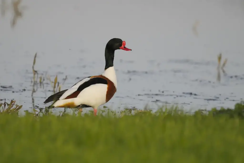 Crested Shelduck in the Grass